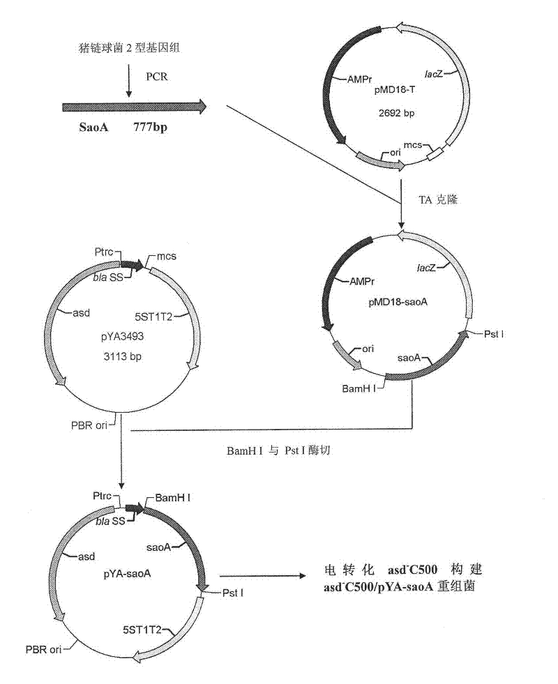 Recombinant Salmonella choleraesuis for expressing surface antigen gene sao of streptococcus suis type 2, vaccine and application