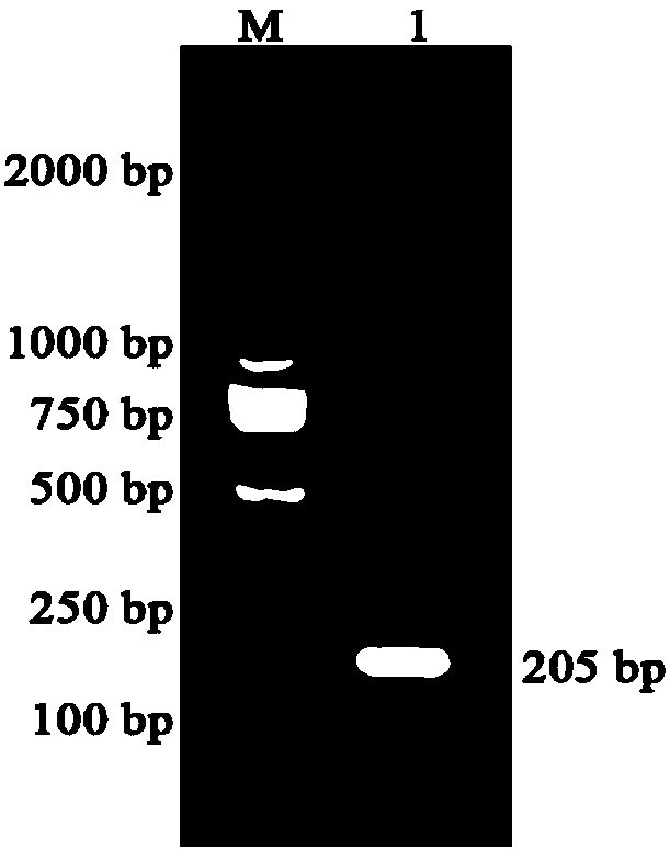 Tumor acidity responsive autophagy-induced polypeptide as well as preparation method and application thereof