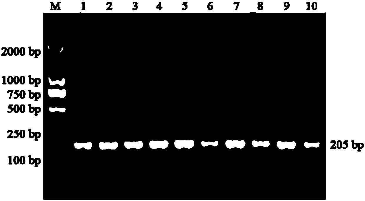 Tumor acidity responsive autophagy-induced polypeptide as well as preparation method and application thereof