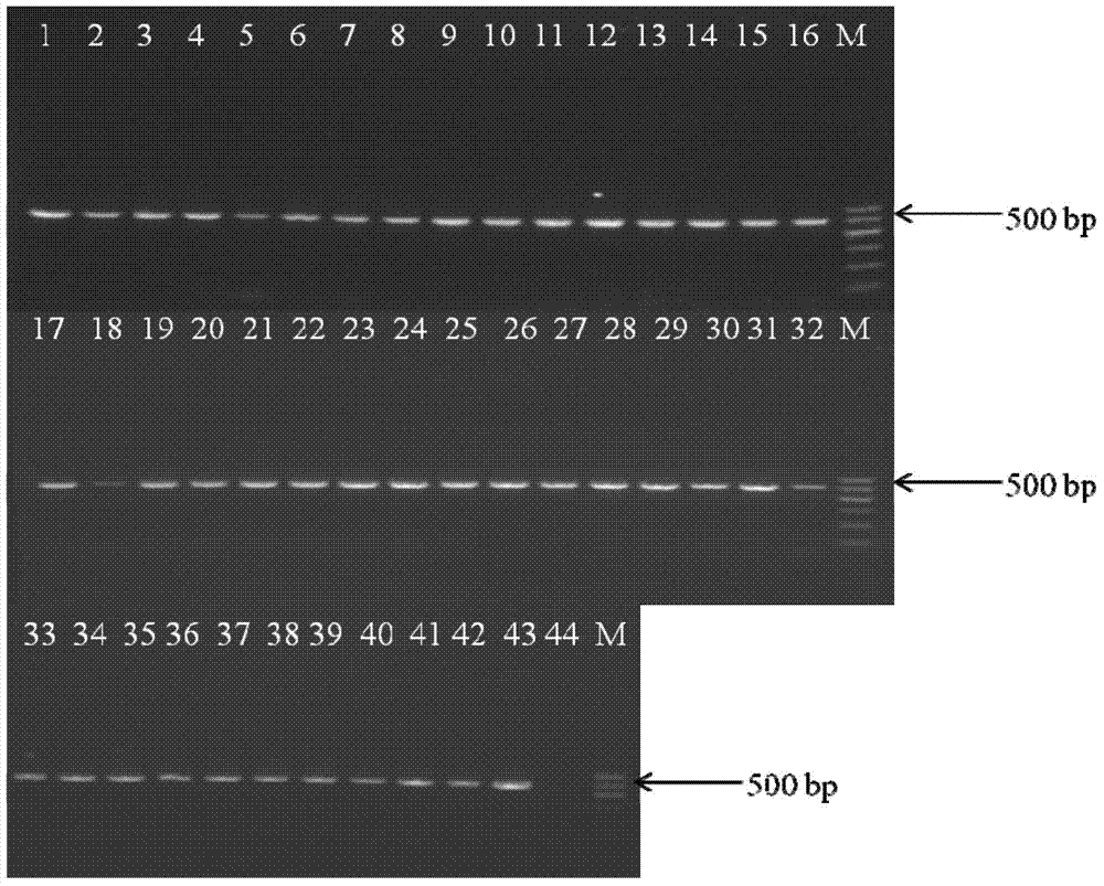Detecting method for Cronobacter sakazakii as well as kit and primers used in detecting method