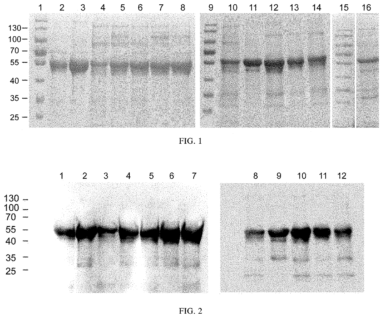 Mutant of L1 Protein of Human Papillomavirus Type 66