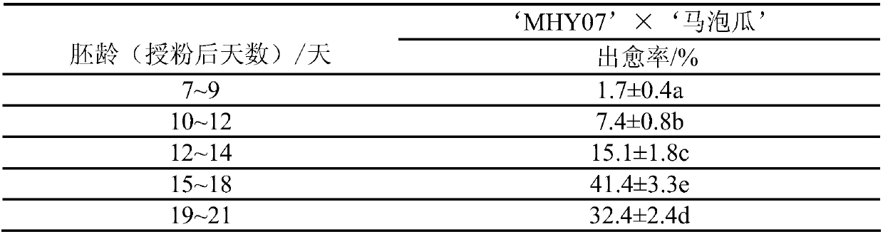 A method for obtaining hybrids of wild species of Melon and cultivated thick-skinned melon