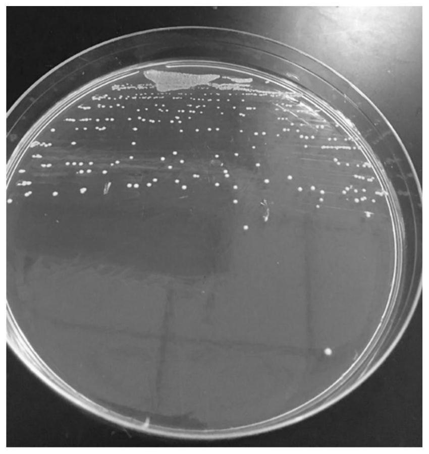 Application of Bifidobacterium adolescentis ccfm1061 in the preparation of functional bacteria, food and or medicine