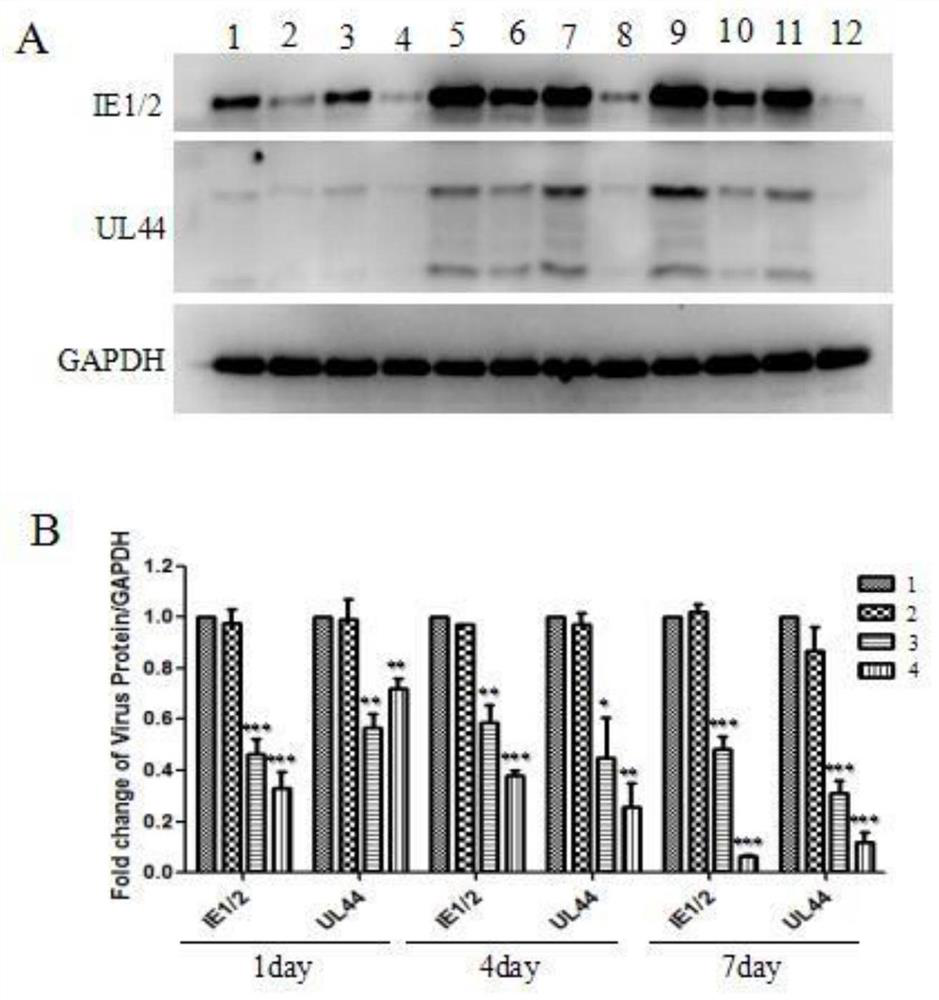 New Application of Corydalin in Prevention and Treatment of Human Cytomegalovirus Infection