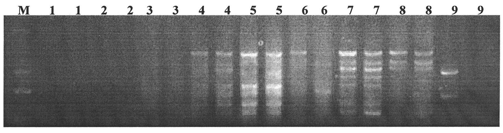 Buchloe dactyloides ISSR-PCR molecular marker system