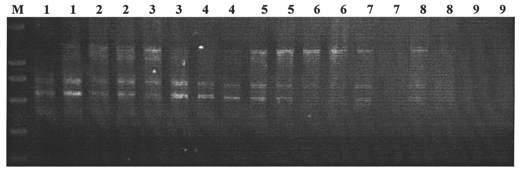 Buchloe dactyloides ISSR-PCR molecular marker system