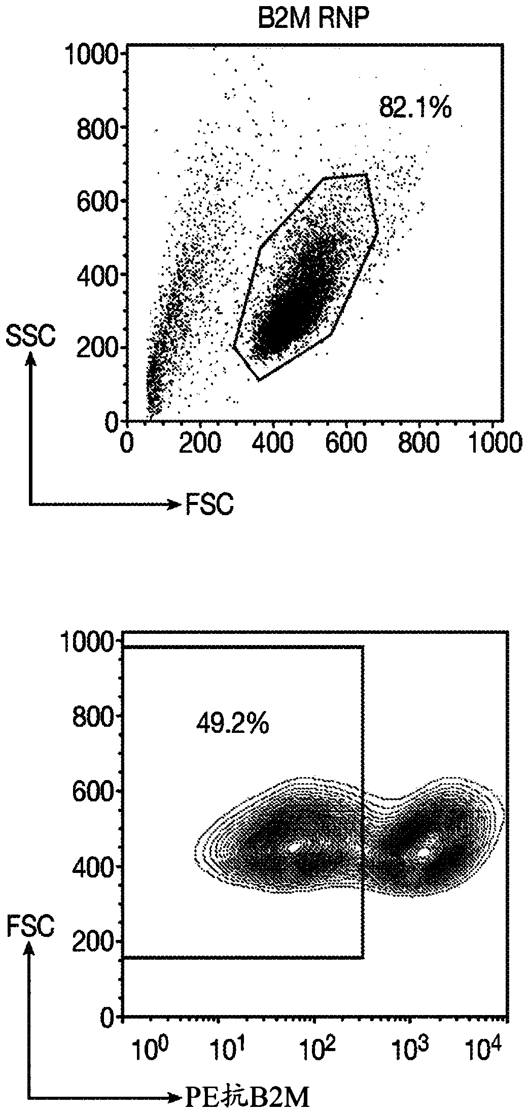 Immortalized car-t cells genetically modified to eliminate t-cell receptor and beta2-microglobulin expression