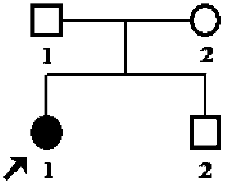 CYP4V2 gene mutant and application thereof