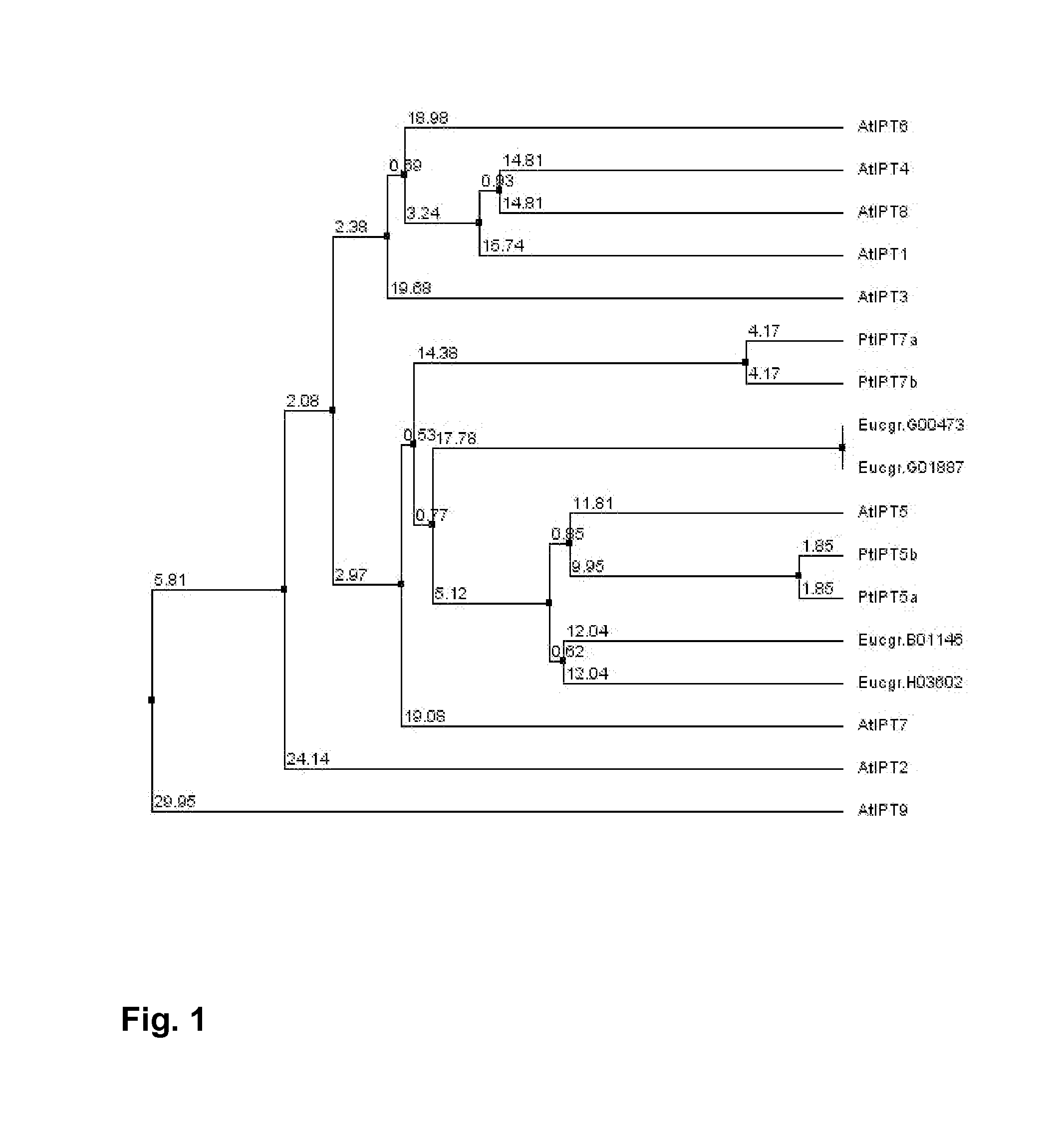 Method for improving stem volume growth and biomass production in trees