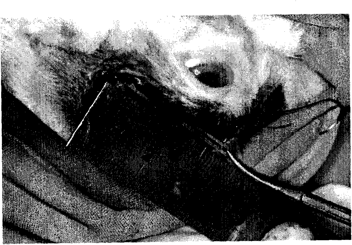 Animal model for showing rabbit temporomandibular joint intracapsular synechia and building method thereof