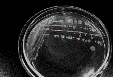 Pseudomonas SYA-1 for degrading triethylamine and application of pseudomonas SYA-1