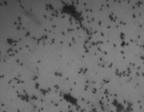 Pseudomonas SYA-1 for degrading triethylamine and application of pseudomonas SYA-1