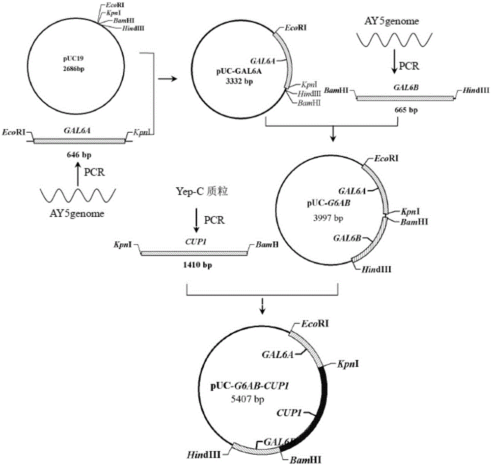 Saccharomyces cerevisiae engineering bacterium capable of utilizing whey efficiently to produce ethyl alcohol and construction method of saccharomyces cerevisiae engineering bacterium