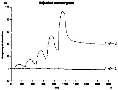 A single domain antibody that recognizes hla-a2/rmfpnapyl