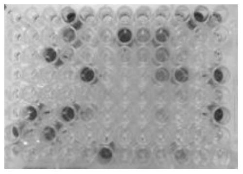 A single domain antibody that recognizes hla-a2/rmfpnapyl