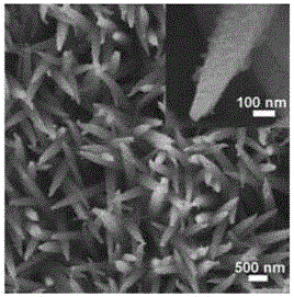 Preparation method for NiCoP nanowire electro-catalytic electrode