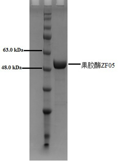 Pectinase gene, pectinase, recombinant vector and application thereof in blueberry processing