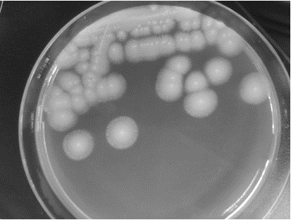 Pectinase gene, pectinase, recombinant vector and application thereof in blueberry processing