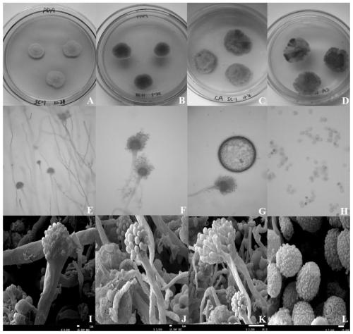 Saccharomyces coronata and its application, black tea and its processing method