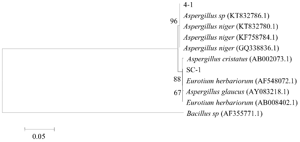 Saccharomyces coronata and its application, black tea and its processing method