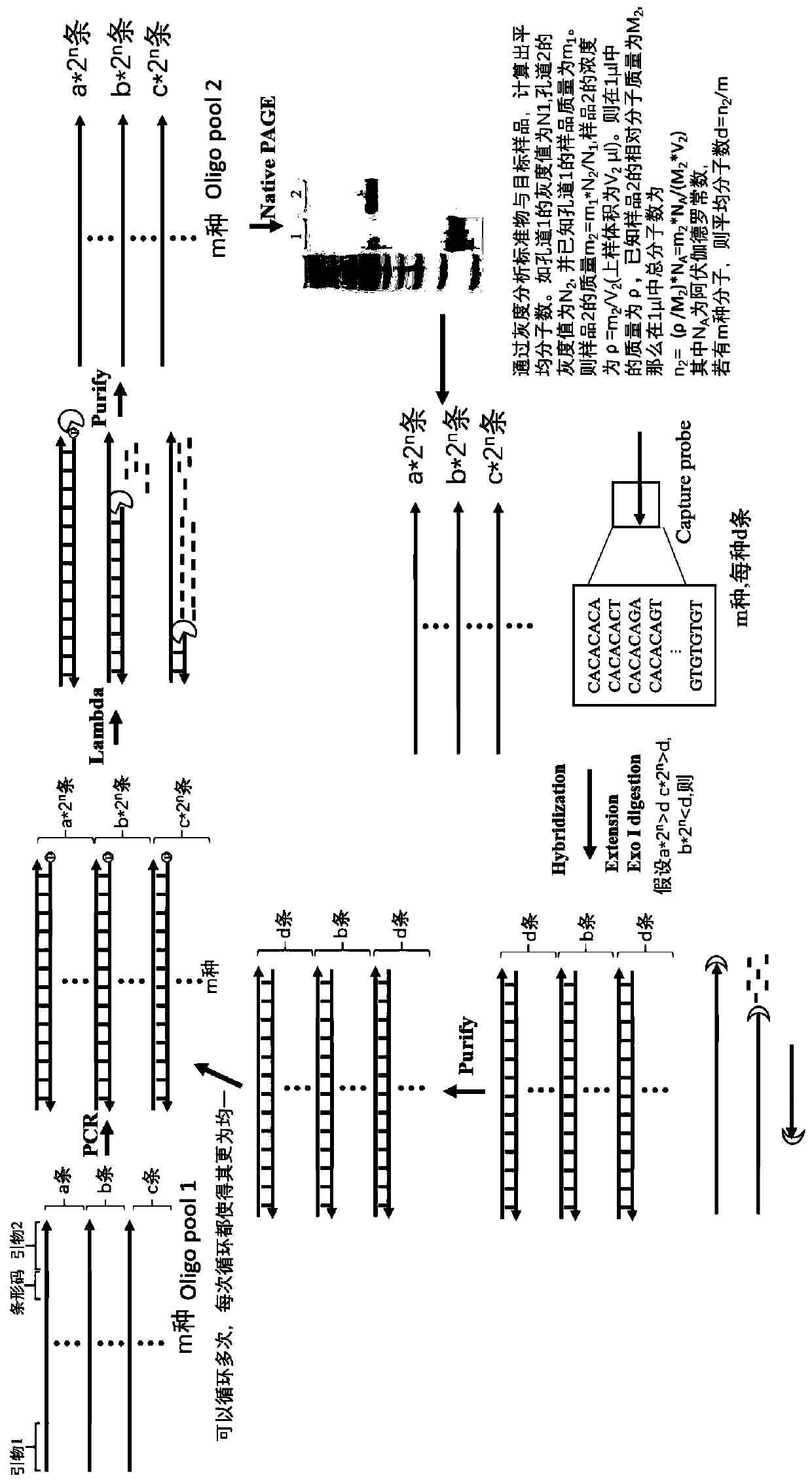 Isothermal oligonucleotide library amplification method applied to DNA data storage