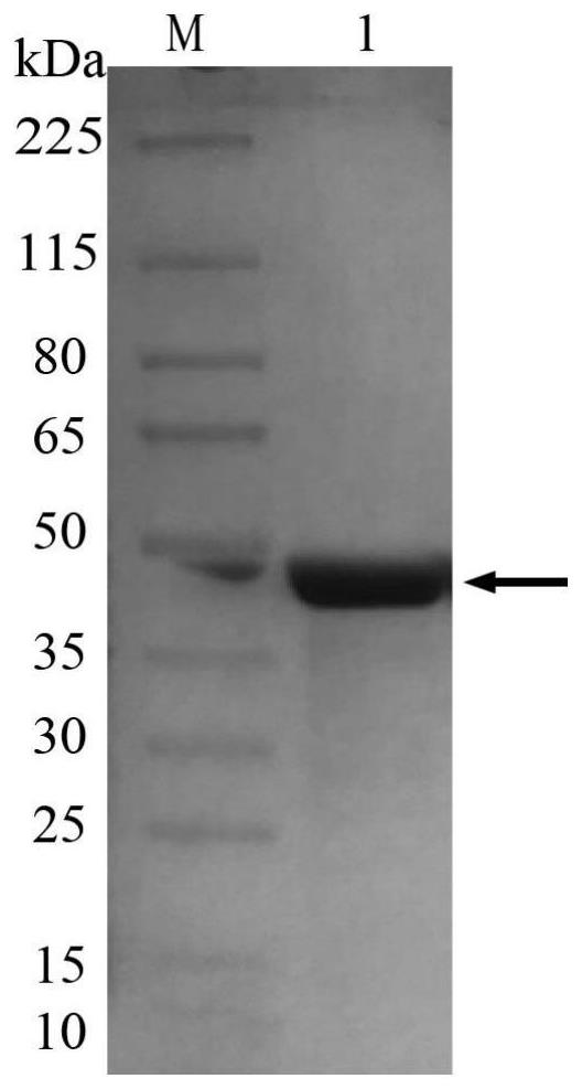 Immunochromatography test strip for detecting carbapenemase in bacteria and detection method