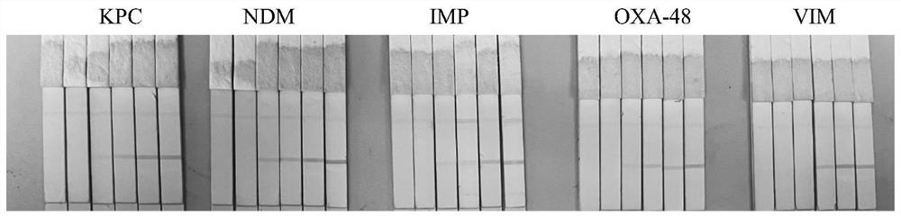 Immunochromatography test strip for detecting carbapenemase in bacteria and detection method