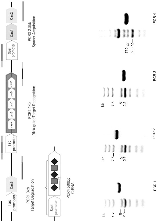 Engineering lambda bacteriophage capable of specifically killing enterohemorrhagic Escherichia coli and construction method and application of engineering lambda bacteriophage