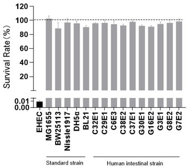 Engineering lambda bacteriophage capable of specifically killing enterohemorrhagic Escherichia coli and construction method and application of engineering lambda bacteriophage