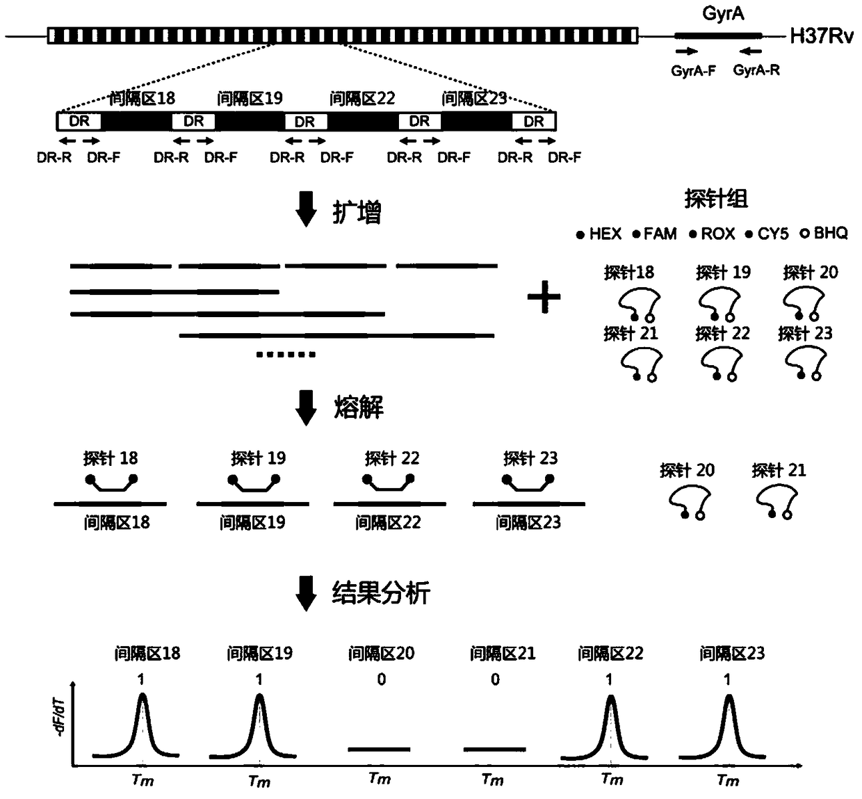 A method for genotyping Mycobacterium tuberculosis spacer oligonucleotides encoded by melting point