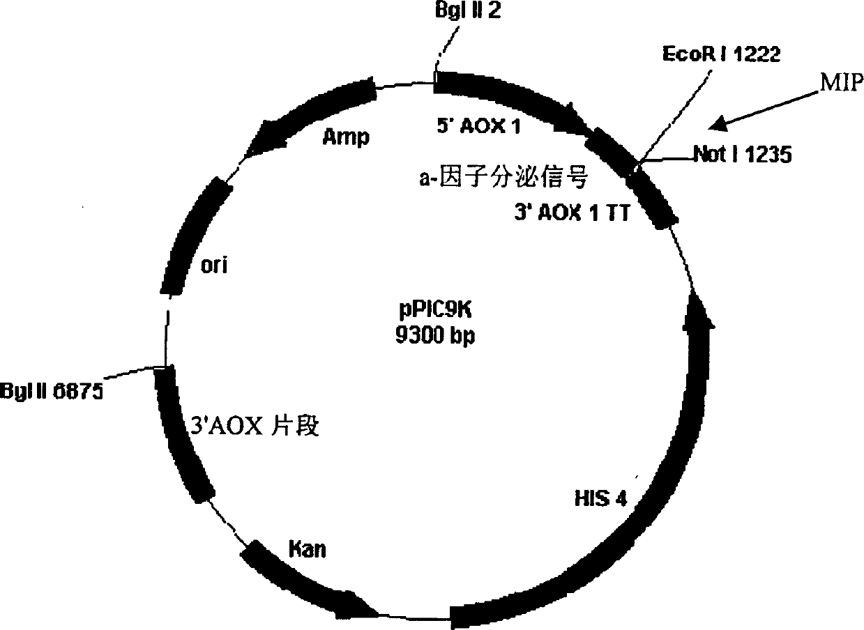 B-chain modified monomer quick-acting insulin and method for preparing same