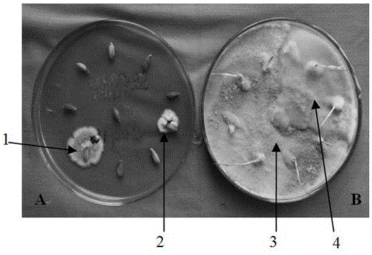 Method for detecting fungi carried by rice seeds by using improved rose Bengal culture medium