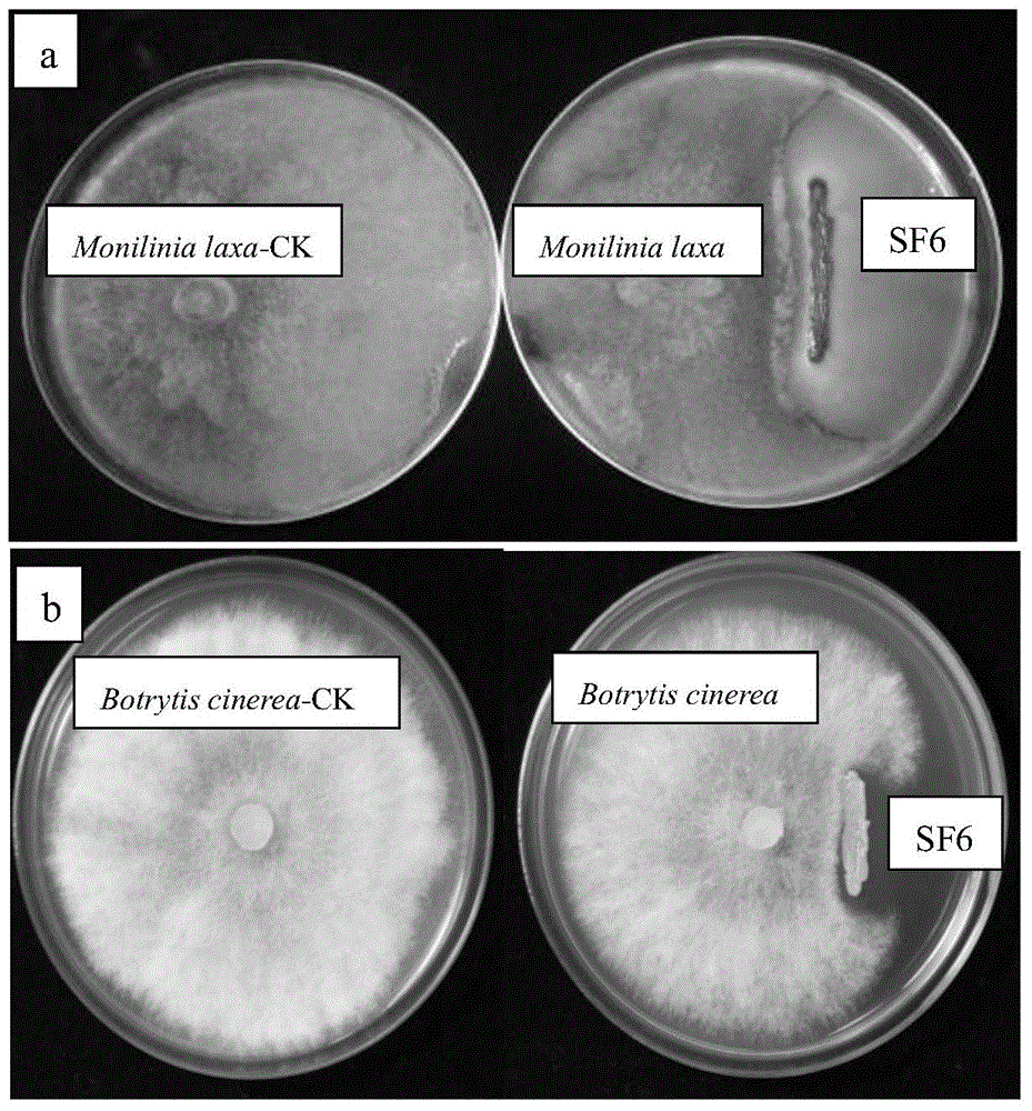 A yeast-like fungus for suppressing postharvest diseases of fresh fruit and its application