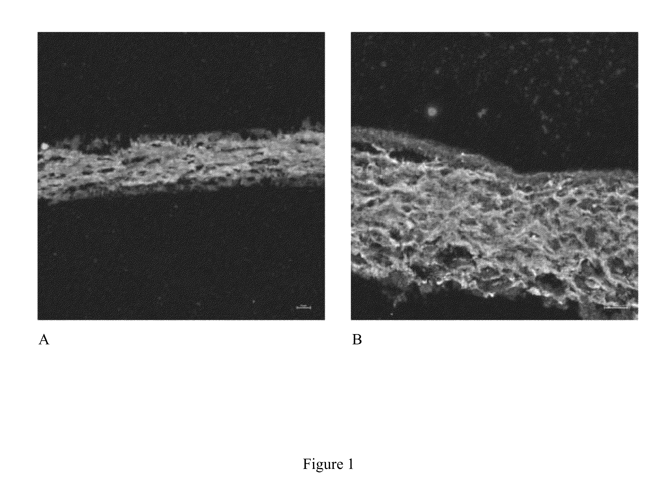 3-dimensional cardiac fibroblast derived extracellular matrix