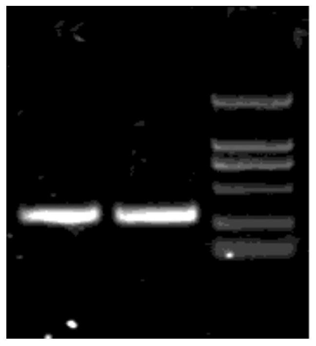 Anti-egfr single-chain antibody, anti-pd1 single-chain antibody and fusion protein