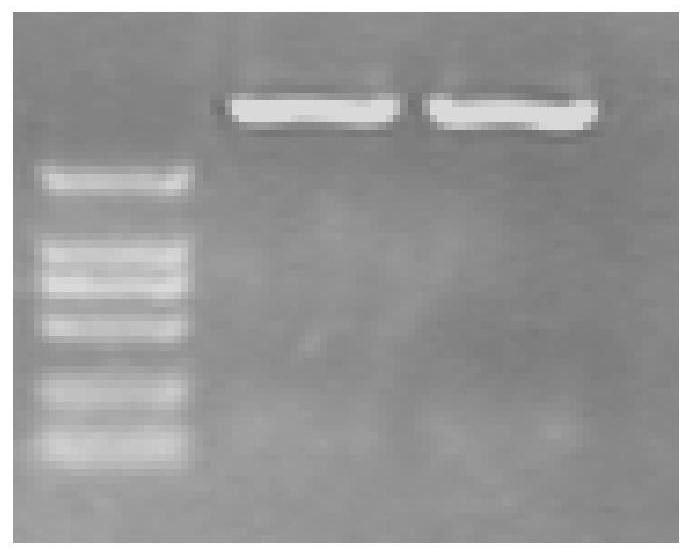 Anti-egfr single-chain antibody, anti-pd1 single-chain antibody and fusion protein