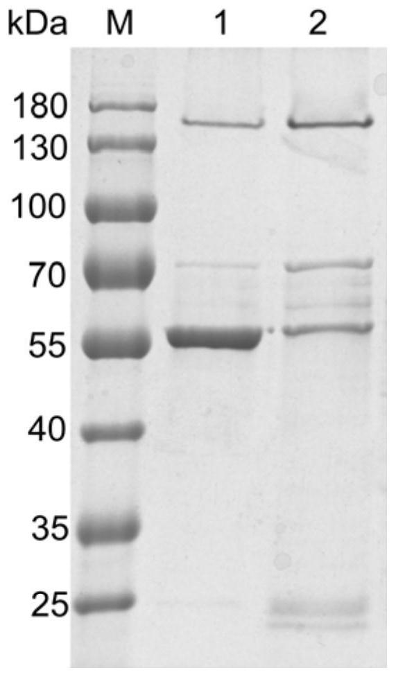 Beta-glucosidases, coding gene thereof, and expression and application of beta-glucosidases