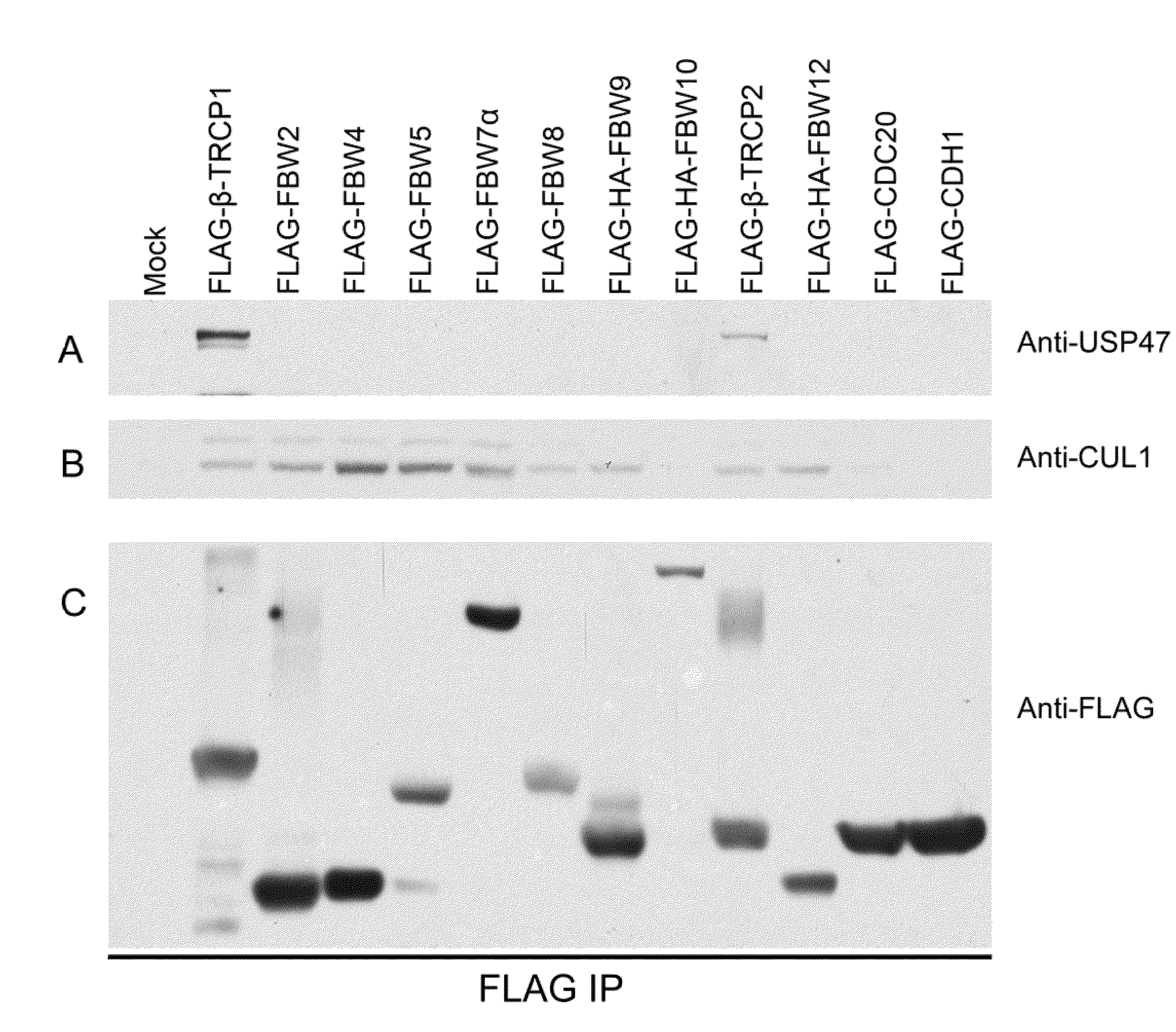 USP47 inhibtors and methods to induce apoptosis