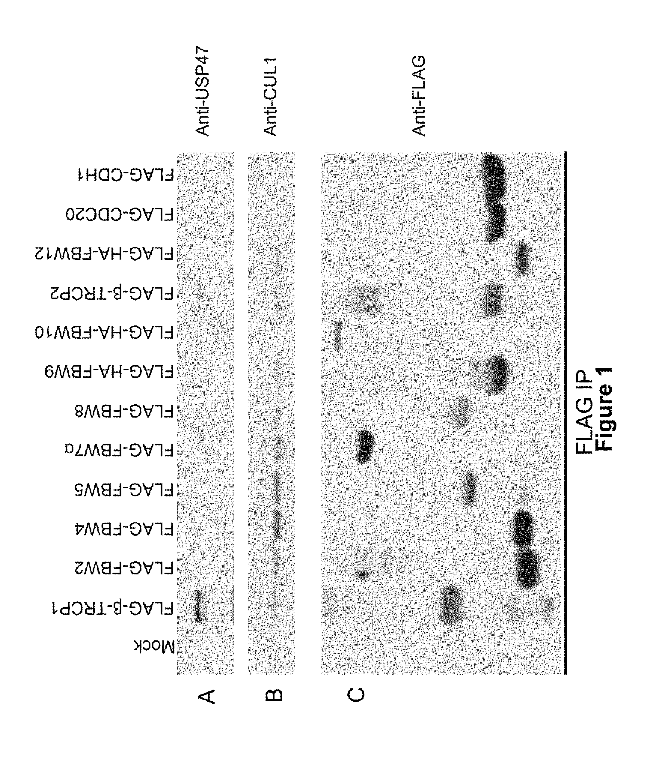 USP47 inhibtors and methods to induce apoptosis