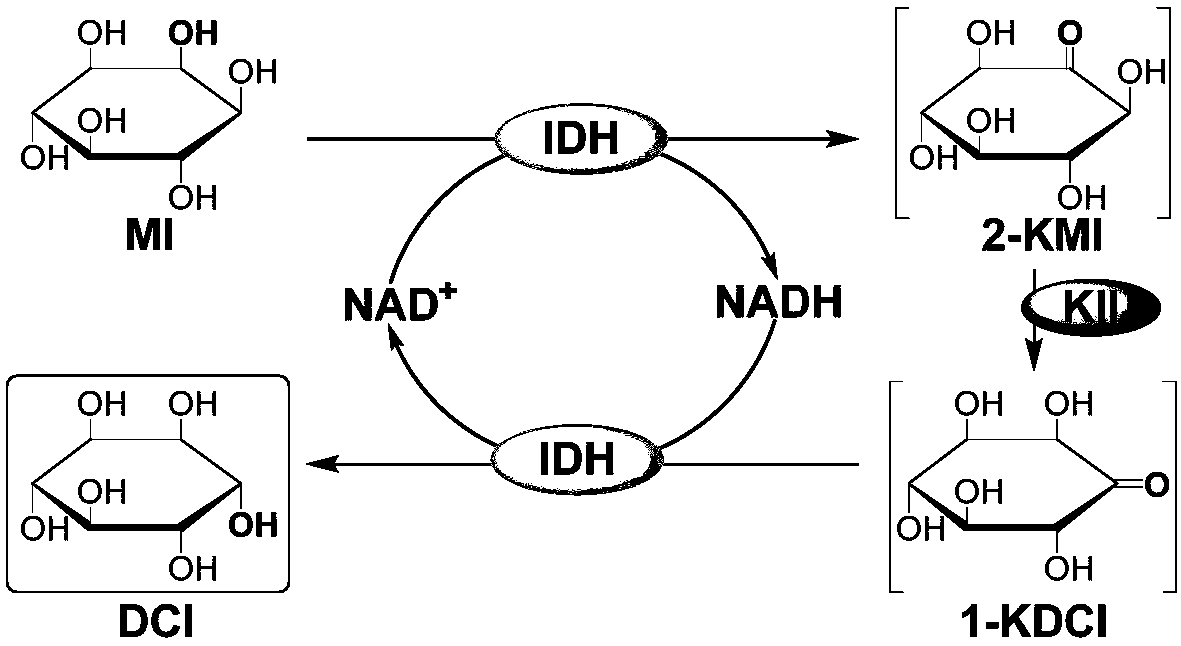 Preparation method of D-chiro-inositol