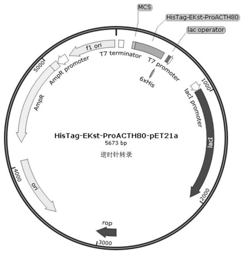 A group of gene recombinant human corticotropin precursors for improving serum glucocorticoid levels and preparation method