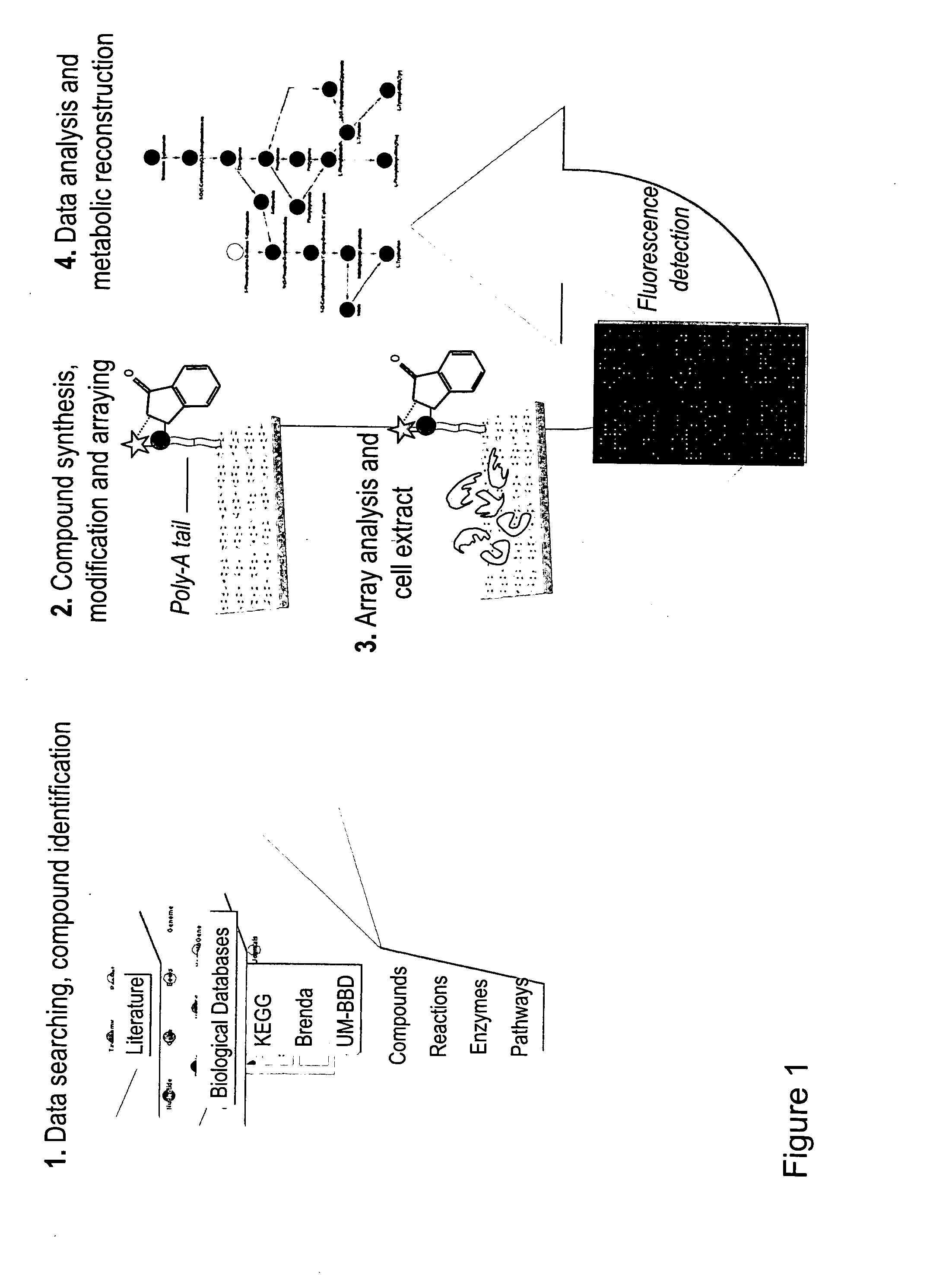Probe Compound for Detecting and Isolating Enzymes and Means and Methods Using the Same