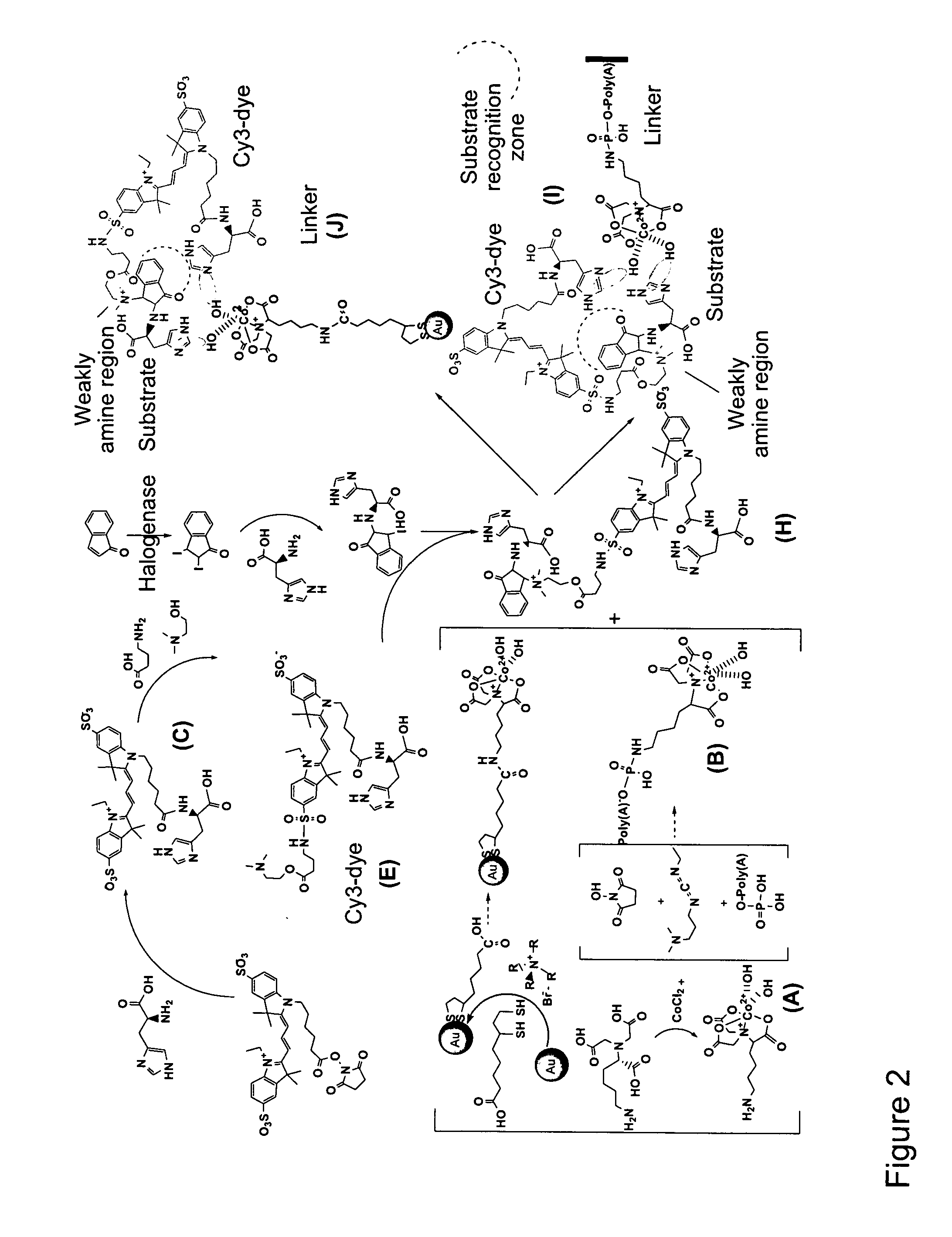 Probe Compound for Detecting and Isolating Enzymes and Means and Methods Using the Same