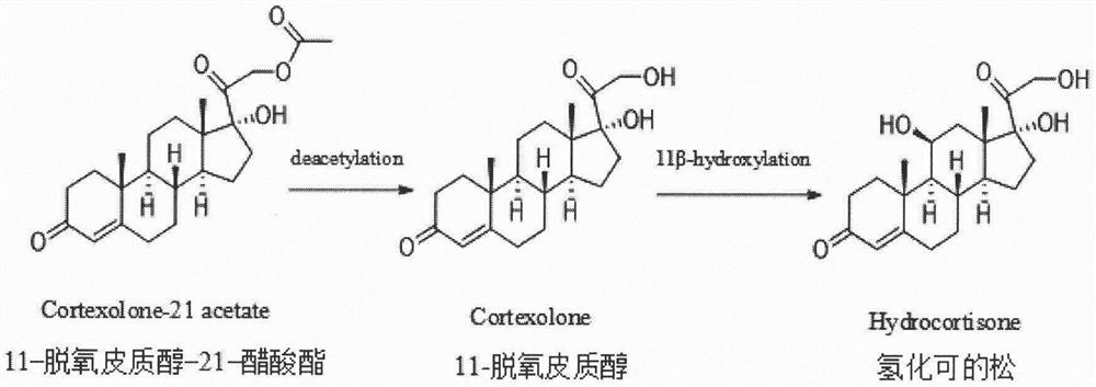 Construction of curvularia lunata steroid 11beta-hydroxylase CYP5103B6 mutant and application thereof