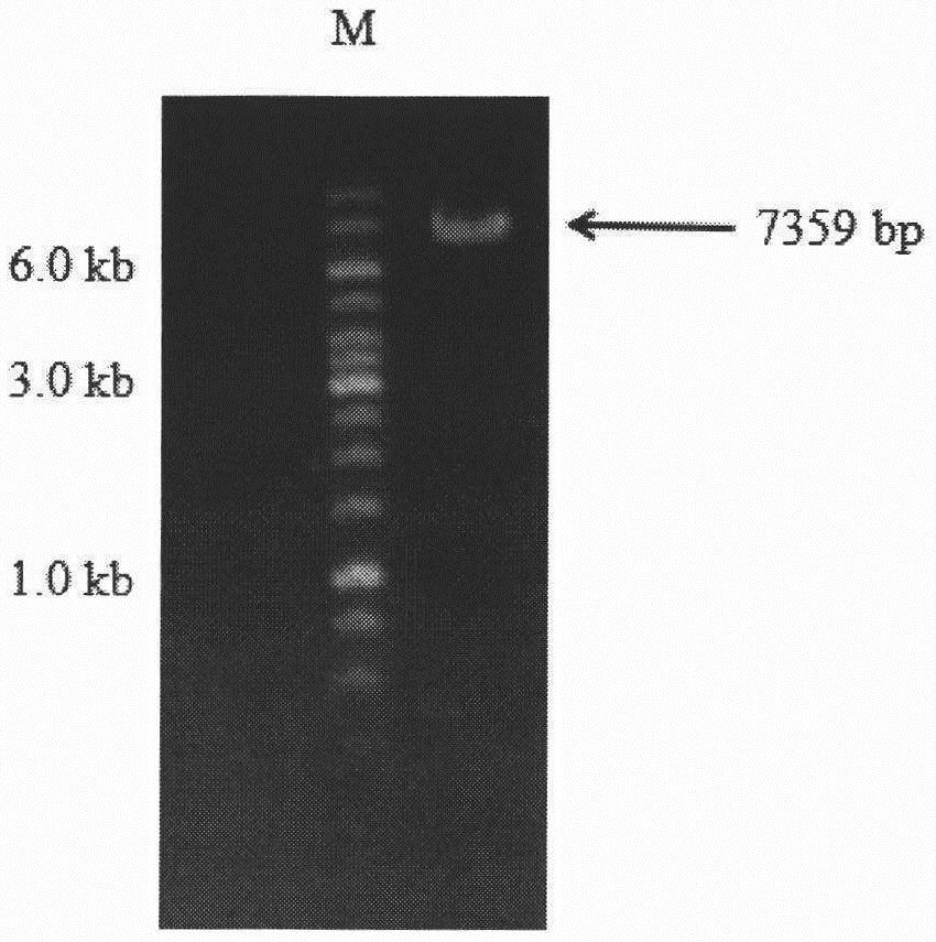 Construction of curvularia lunata steroid 11beta-hydroxylase CYP5103B6 mutant and application thereof