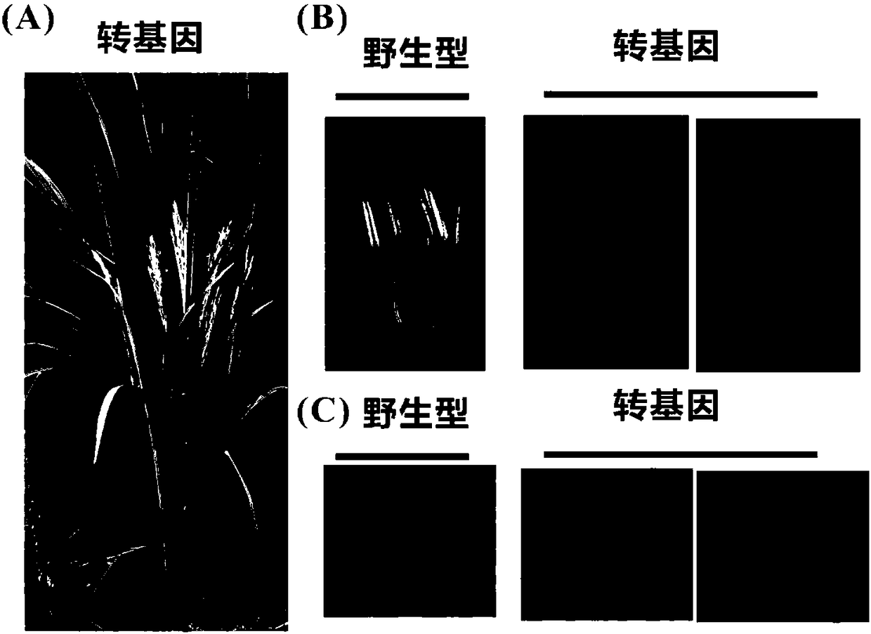 DNA sequence capable of regulating and controlling fertility of rice and application thereof