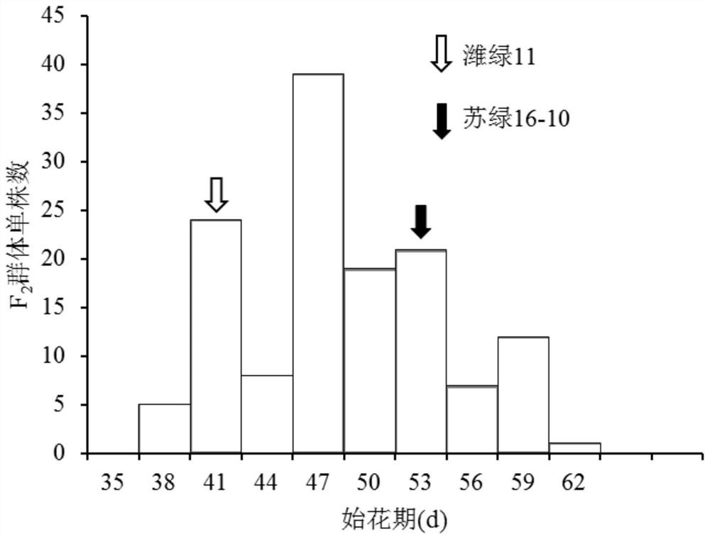 Main effect QTL related to mung bean early flowering stage, molecular marker and application thereof
