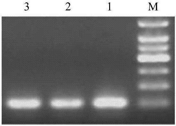 Molecular markers for detecting cucumber corynespora leaf spot bacteria and application thereof
