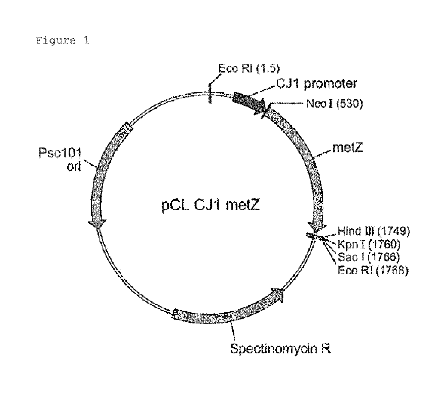 O-acetylhomoserine sulfhydrylase or mutant protein thereof, and method for converting to methionine using the same