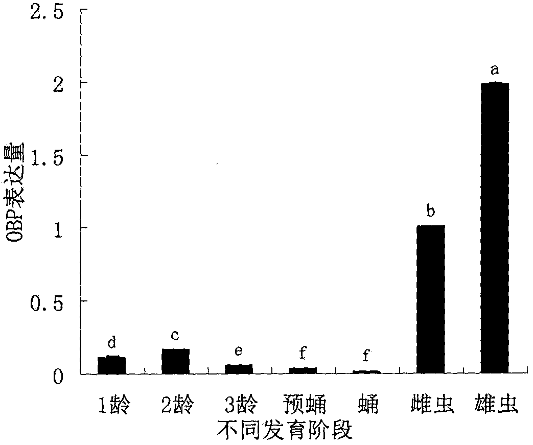 A kind of Liriomyza sativae odorant binding protein and its application